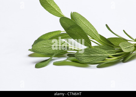 Sauge (Salvia officinalis) brindilles sur fond blanc Banque D'Images