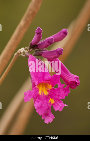 Close-up d'Tabebeuia impetiginosa tree blossom Banque D'Images