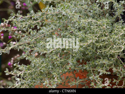 Close-up de thym plante en vase en terre cuite Banque D'Images