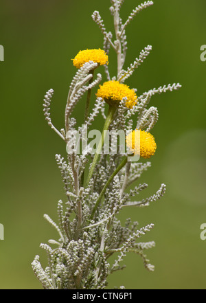 Coton lavande (Santolina chamaecyparissus Santolina incana), bouquet de fleurs et Banque D'Images