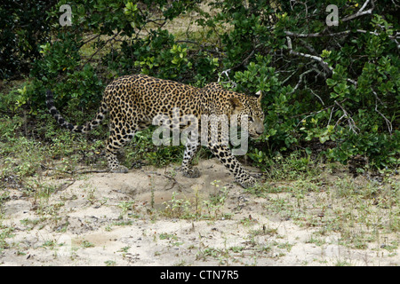 Leopard Sri-lankais en marche Parc national de Yala, au Sri Lanka Banque D'Images
