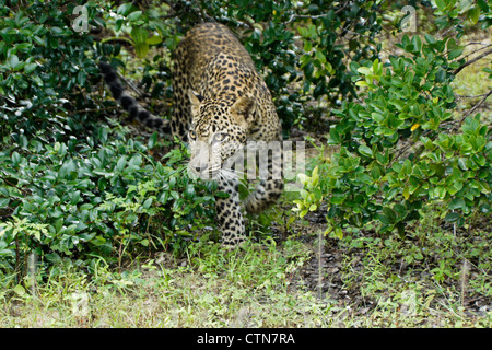 Leopard Sri-Lankais sortant de bush, au parc national de Yala, au Sri Lanka Banque D'Images