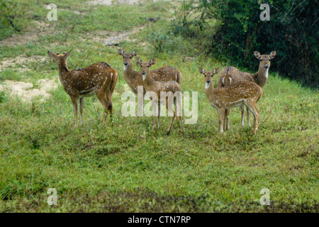 Cerfs tachetés de Ceylan (Sri Lanka) axis dans la pluie, le parc national de Yala, au Sri Lanka Banque D'Images