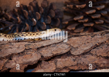 Couleuvre Ã nez mince, Pituophis catenifer sayi, un serpent colubrid non venimeux en Caroline du Nord. Banque D'Images