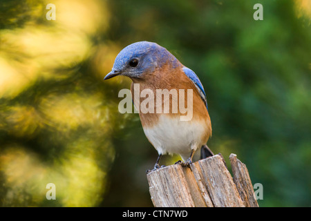 Bluebird de l'est, Sialia sialis, en novembre à McLeansville, en Caroline du Nord. Banque D'Images