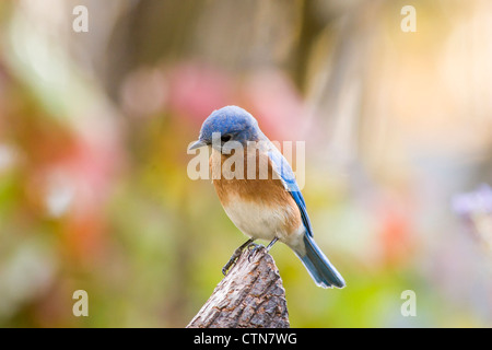 Bluebird de l'est, Sialia sialis, en novembre à McLeansville, en Caroline du Nord. Banque D'Images