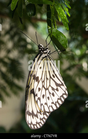 Le cerf-volant ou le papillon de papier de riz, idée leuconoe, au conservatoire de papillons Cecil B Day à Callaway Gardens, Pine Mountain, Géorgie. Banque D'Images