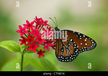 Papillon Danaus gilippus (Queen) sur les fleurs rouges Banque D'Images