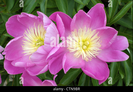 Deux fleurs de pivoines rose close up Peonia Banque D'Images