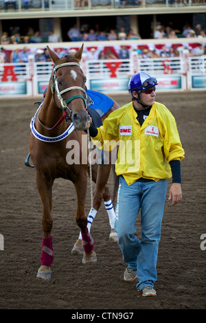 Un rodéo promenades avec son cheval dans le remorquage dans le stampede de Calgary, Alberta Banque D'Images