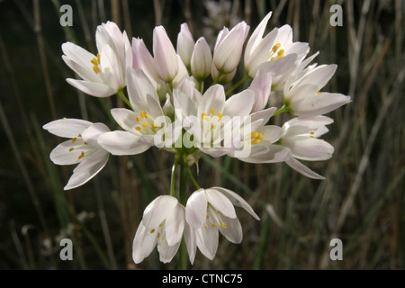 Photo : Steve Race - la fleur de la napolitaine Naples ou l'ail (Allium neapolitanum), Espagne. Banque D'Images