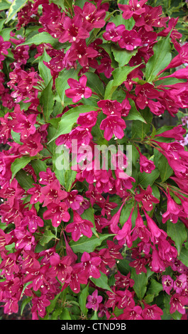 Fleur rouge arbuste Weigela Banque D'Images