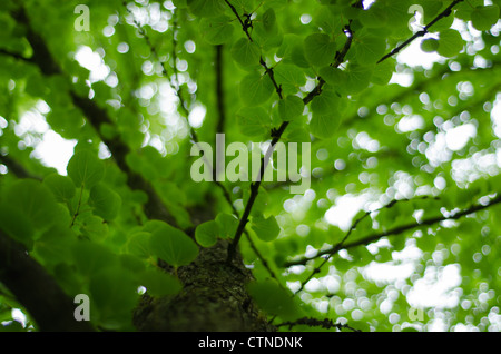 - Katsura Cercidiphyllum japonicum quitte de dessous avec soft focus contexte forestier. Banque D'Images