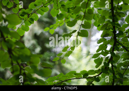 - Katsura Cercidiphyllum japonicum quitte de dessous avec soft focus contexte forestier. Banque D'Images