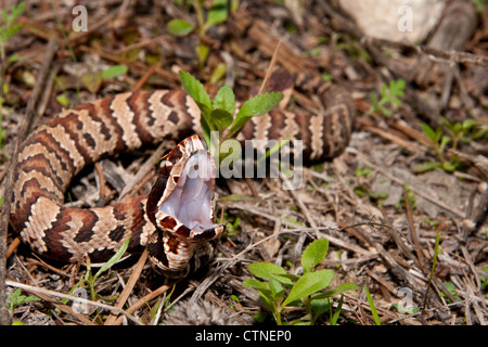 Cottonmouth (piscivores Agkistrodon) Banque D'Images