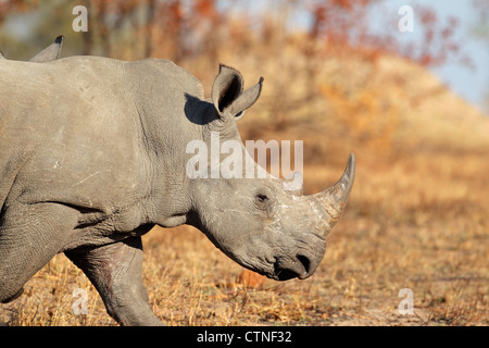 (Carré blanc-labiés) rhinocéros (Ceratotherium simum), Afrique du Sud Banque D'Images