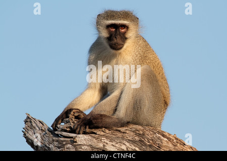 Singe vervet (Cercopithecus aethiops) assis dans un arbre, Afrique du Sud Banque D'Images