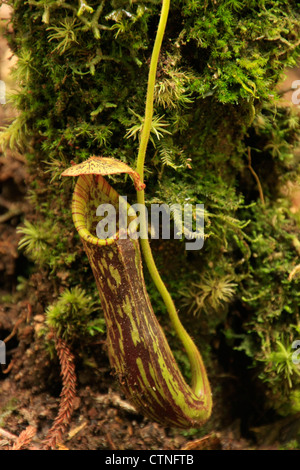 Slender sarracénie (Nepethes gracilis), Bornéo, Malaisie Banque D'Images