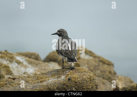 Black collier (Arenaria melanocephala) sur un rocher dans la baie de Monterey Banque D'Images