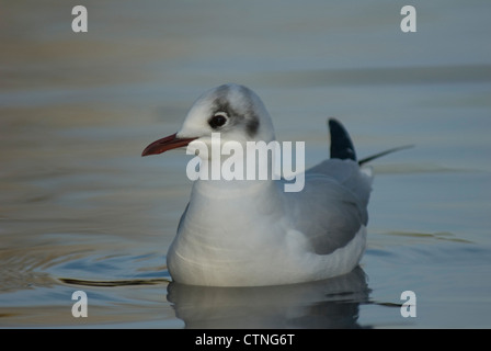 Le plumage d'hiver Mouette rieuse (Chroicocephalus ridibundus) dans le Lancashire Banque D'Images