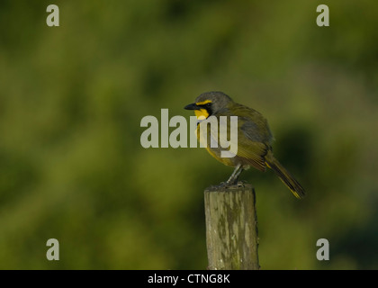 Bokmakierie (Telophorus zeylonus) sur un post Banque D'Images