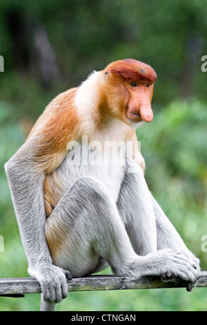 Proboscis Monkey (Nasalis larvatus) Sabah Bornéo en Malaisie. Banque D'Images