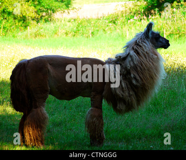 Lama ou alpaga marron posing in profile Banque D'Images