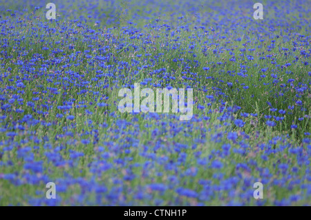 Fleurs de bleuet bleu Centaurea cyanus Banque D'Images