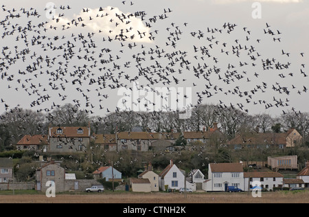 Volée de bernaches cravant à ventre sombre (Branta bernicla bernicla) en vol au-dessus du village d'Claj-prochain-mer à North Norfolk. Banque D'Images