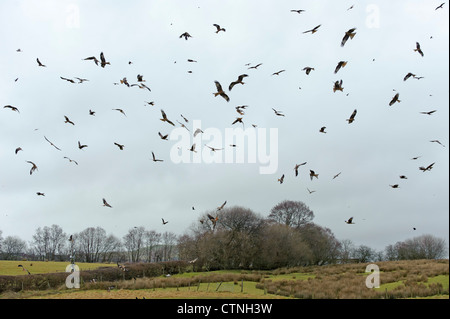Grande bande de red kites (Milvus milvus) rassemblement à la station d'alimentation des milans royaux de Gigrin Farm dans Rhayader, Mid Wales. Janvier 2011. Banque D'Images