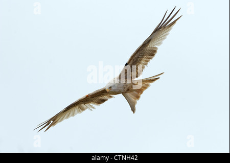 Un leucistic red kite (Milvus milvus) en vol à Rhayader, Gigrin Farm, Mid Wales. Janvier 2011. Banque D'Images