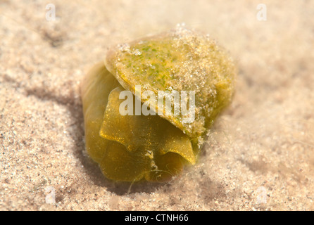 Galice Espagne escargot d'eau douce, l'errance, de l'escargot petit escargot Lymnaea peregra (étang) Lac Baikal, Sibérie, Russie, Banque D'Images