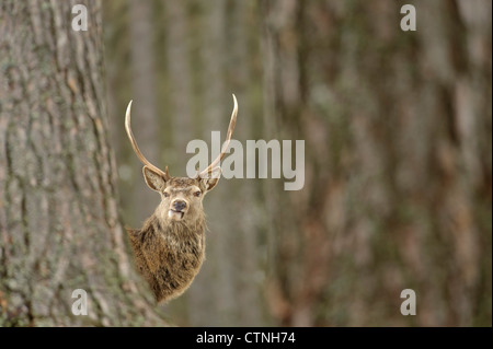 Red Deer (Cervus elephas) stag en forêt de pins calédoniens. Le Speyside, en Ecosse. Février. Banque D'Images