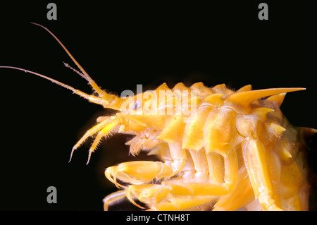 Gammarus (Acanthogammarus victorii) et d'œufs de poisson, le lac Baïkal en Sibérie, Russie Banque D'Images