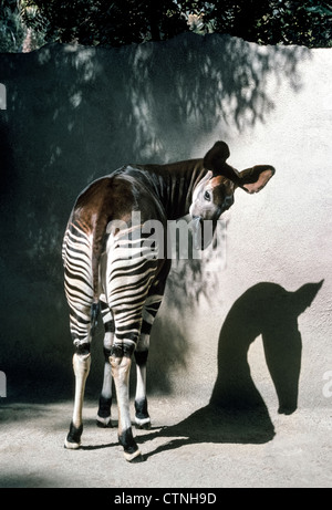 Ce méfier okapi de l'Afrique centrale est liée à la girafe mais elle a les pattes avant et arrière-train à rayures qui ressemblent à la moule. Banque D'Images