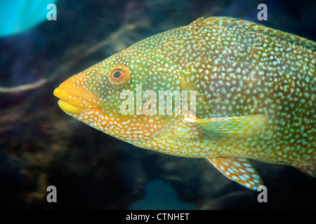 Cuckoo Wrasse ; Labrus mixtus aquarium ; Royaume-Uni ; Banque D'Images