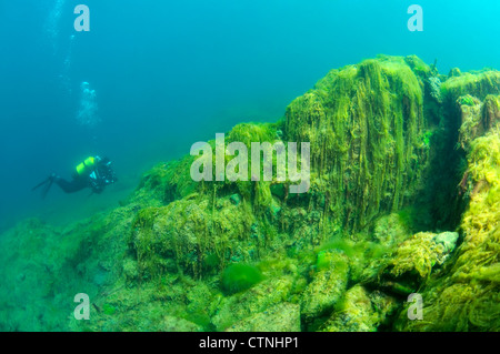 La soie de l'eau, mermaid's tressses, ou d'une couverture contre les mauvaises herbes (Spirogyra) la catastrophe écologique pour le lac Baïkal Banque D'Images