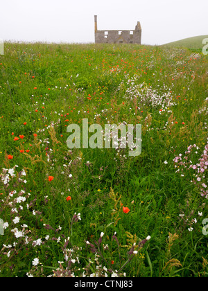 Vatersay House et de fleurs sauvages, à l'île de Barra, Ecosse Banque D'Images