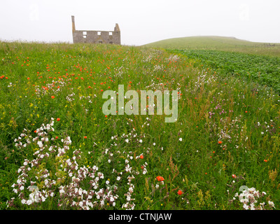 Vatersay House et de fleurs sauvages, à l'île de Barra, Ecosse Banque D'Images