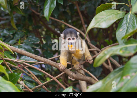 Singe écureuil noir bolivien plafonné au Zoo de Londres Banque D'Images