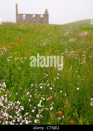 Vatersay House et de fleurs sauvages, à l'île de Barra, Ecosse Banque D'Images