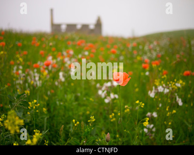 Vatersay House et de fleurs sauvages, à l'île de Barra, Ecosse Banque D'Images