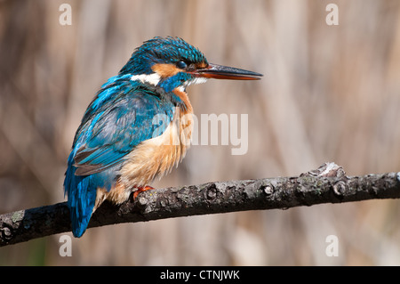 Kingfisher Alcedo atthis - Oiseaux () avec la membrane nictitante vers le bas. Banque D'Images