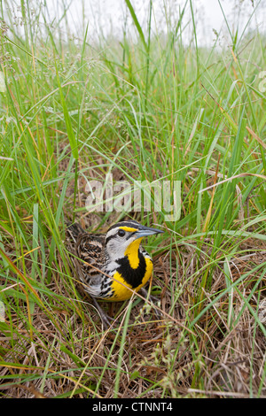 Meadowlark de l'est dans un champ - vertical Banque D'Images