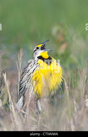 Meadowlark de l'est chantant dans un champ oiseau ornithologie nature - vertical Banque D'Images