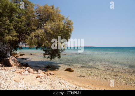 La plage de Psaraliki avec de l'eau claire comme du cristal et de tamaris au bord de la mer, Antiparos, Grèce. Banque D'Images