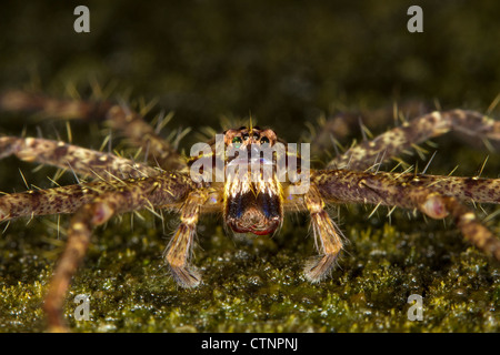 Araignée crabe géant (Sparassidae), zone de conservation de la vallée de Danum, Malaisie Banque D'Images