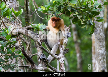 Proboscis Monkey (Nasalis larvatus) mâle dominant, Sabah, Malaisie Banque D'Images
