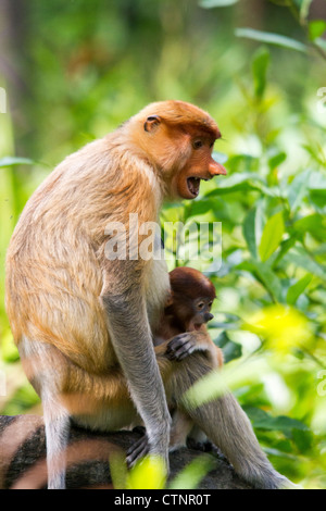 Proboscis Monkey (Nasalis larvatus) femelle avec deux mois d'affichage menace donnant, Sabah, Malaisie Banque D'Images