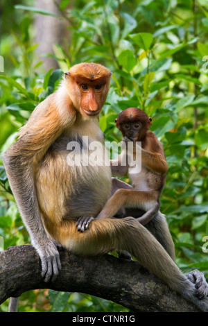Proboscis Monkey (Nasalis larvatus) femelle tenant son trois à quatre semaine bébé, Sabah, Malaisie Banque D'Images